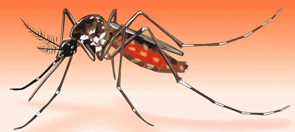 เตือนประชาชนระวังป่วยโรคไข้เลือดออก เผยมีแนวโน้มพบผู้ป่วยเพิ่มขึ้นอย่างต่อเนื่อง