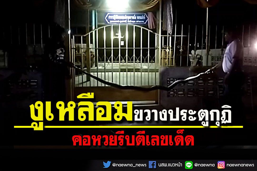 ใกล้หวยออก 'งูเหลือม' เลื้อยเข้าวัดขวางประตูกุฏิพระ คอหวยรีบตีเลขเด็ด