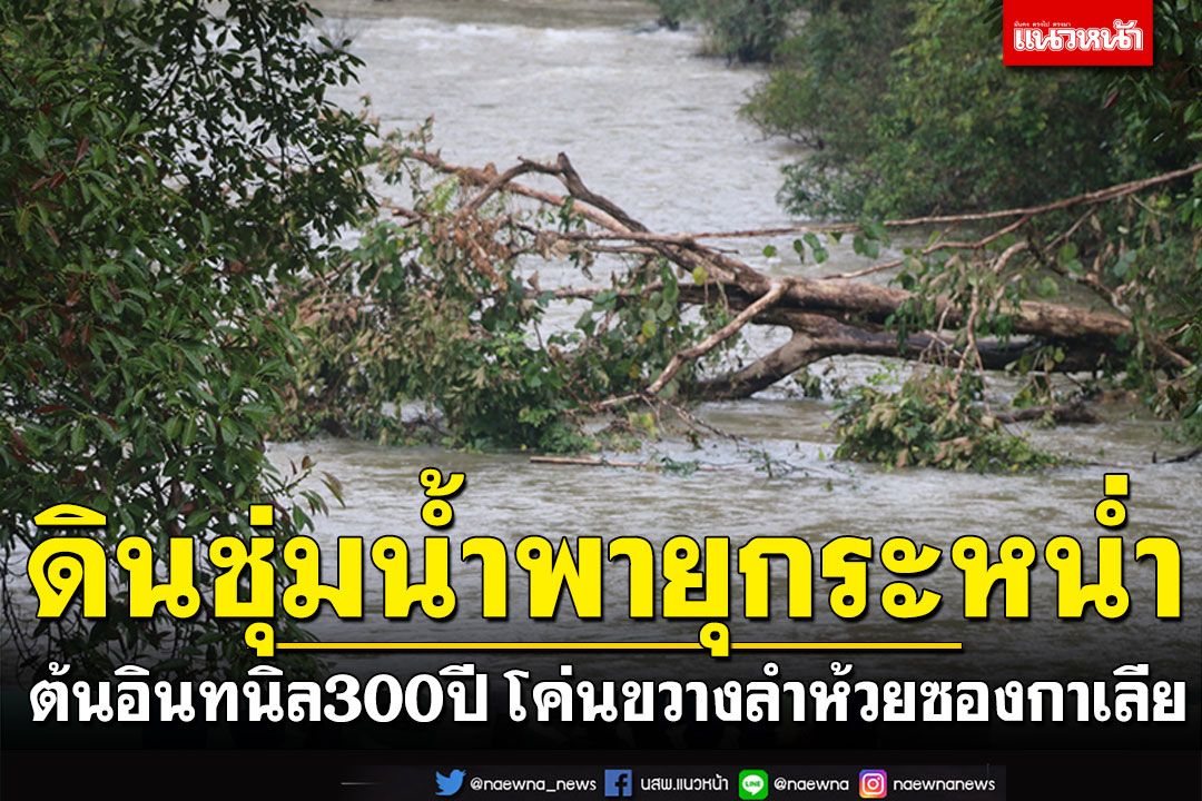 ต้นอินทนิลยักษ์300ปี โค่นขวางลำห้วยซองกาเลีย คาดดินชุ่มน้ำจากพายุกระหน่ำ