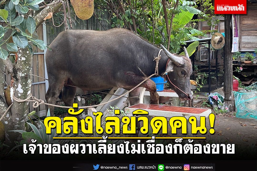 ควายคลั่งไล่ขวิดคน!! ปศุสัตว์รุดยิงยาสลบ เจ้าของลั่นเลี้ยงไม่เชื่องก็ต้องขาย