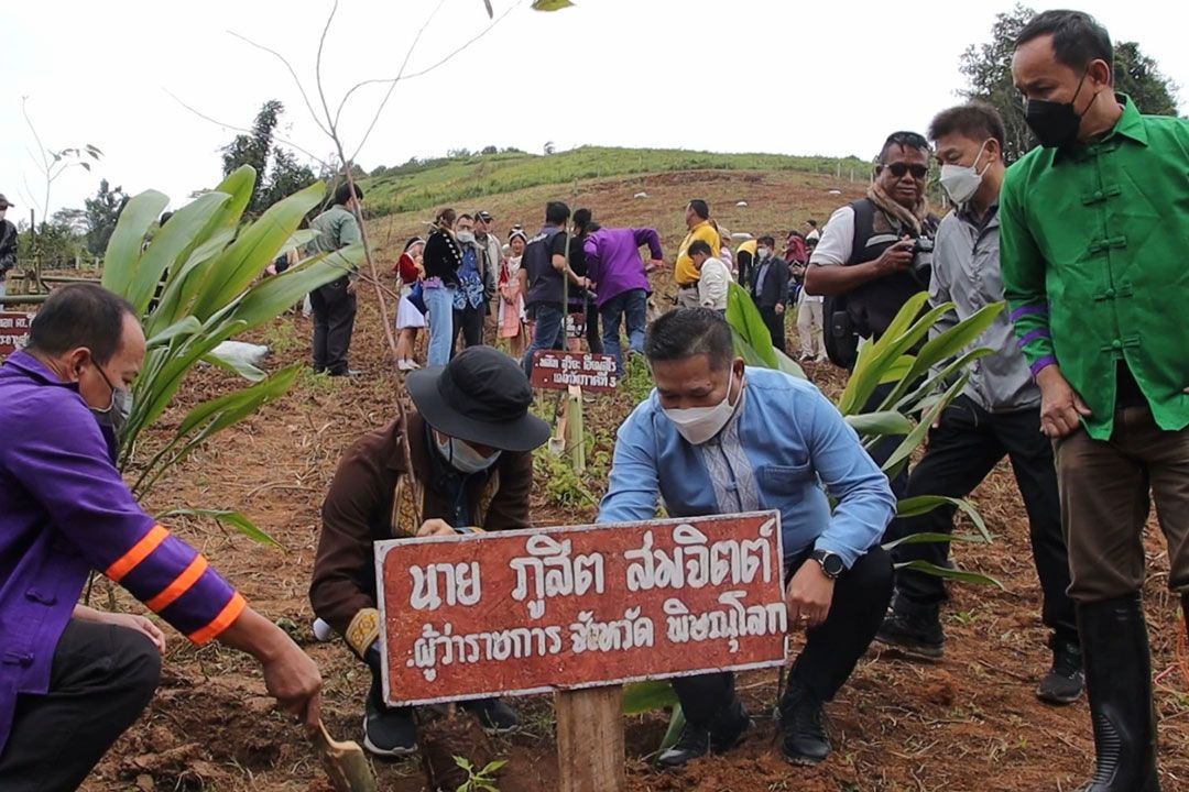 2ปีเจอกัน!! 'พิษณุโลก' ปลูกต้นซากุระญี่ปุ่นสร้างแลนด์มาร์คท่องเที่ยวรับฤดูหนาว
