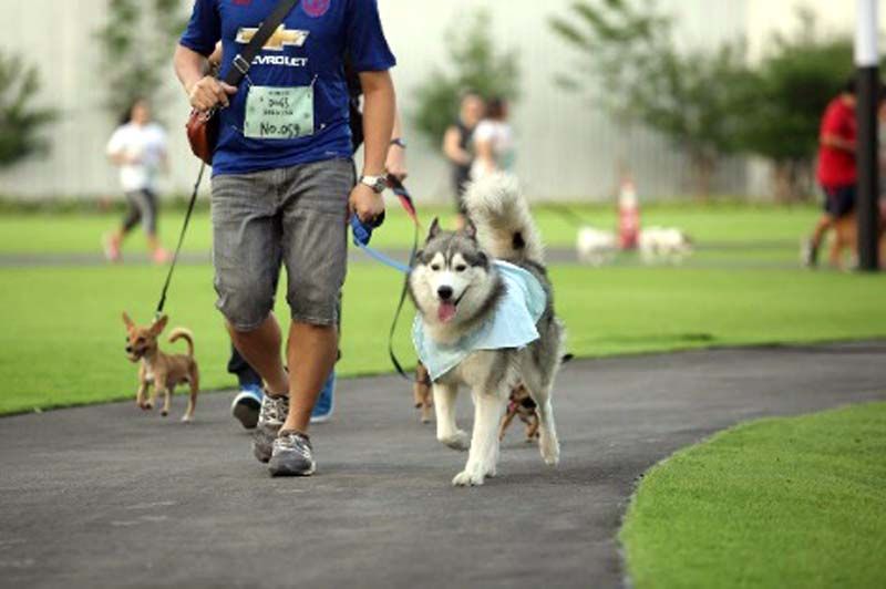 มินิมาราธอนของคนกับน้องหมาสุดน่ารัก ‘Spooky Run, Fun Community’
