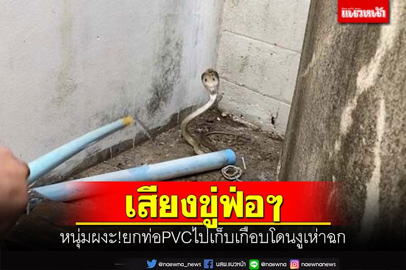 เสียงขู่ฟ่อๆ หนุ่มผงะ!ยกท่อPVCไปเก็บเกือบโดนงูเห่าฉก