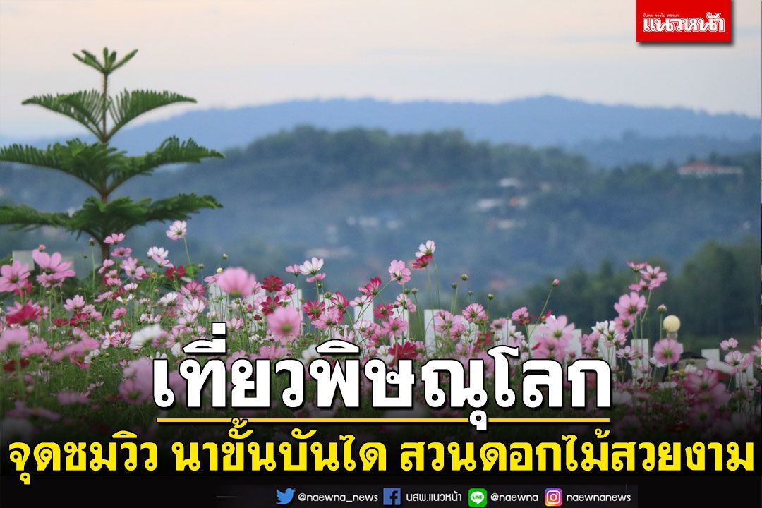 เที่ยวพิษณุโลก! รับลมหนาวจุดชมวิว'ภูทัพสี่-ไร่เคียงดาว' สวนดอกไม้'คอสมอส-มากาเร็ต'