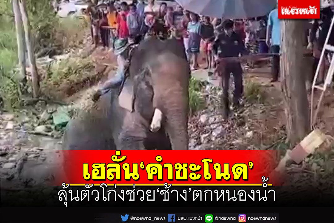 เฮลั่น‘คำชะโนด’!ชาวบ้านลุ้นตัวโก่งช่วย‘ช้าง’ขึ้นจากหนองน้ำสำเร็จ