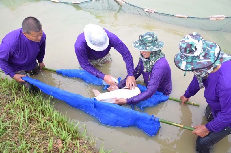 ประมงฝังชิพ‘ปลาบึก’  เร่งถอดรหัสDNA  ปั้นสายพันธุ์คุณภาพ