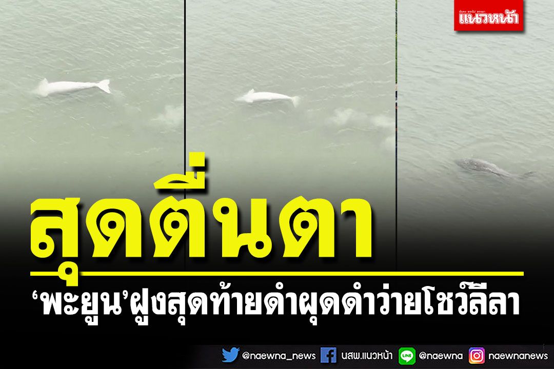 ตื่นตาตื่นใจ!!! พะยูนฝูงสุดท้าย ดำผุดดำว่ายโชว์ลีลาอวดโฉมนักท่องเที่ยว