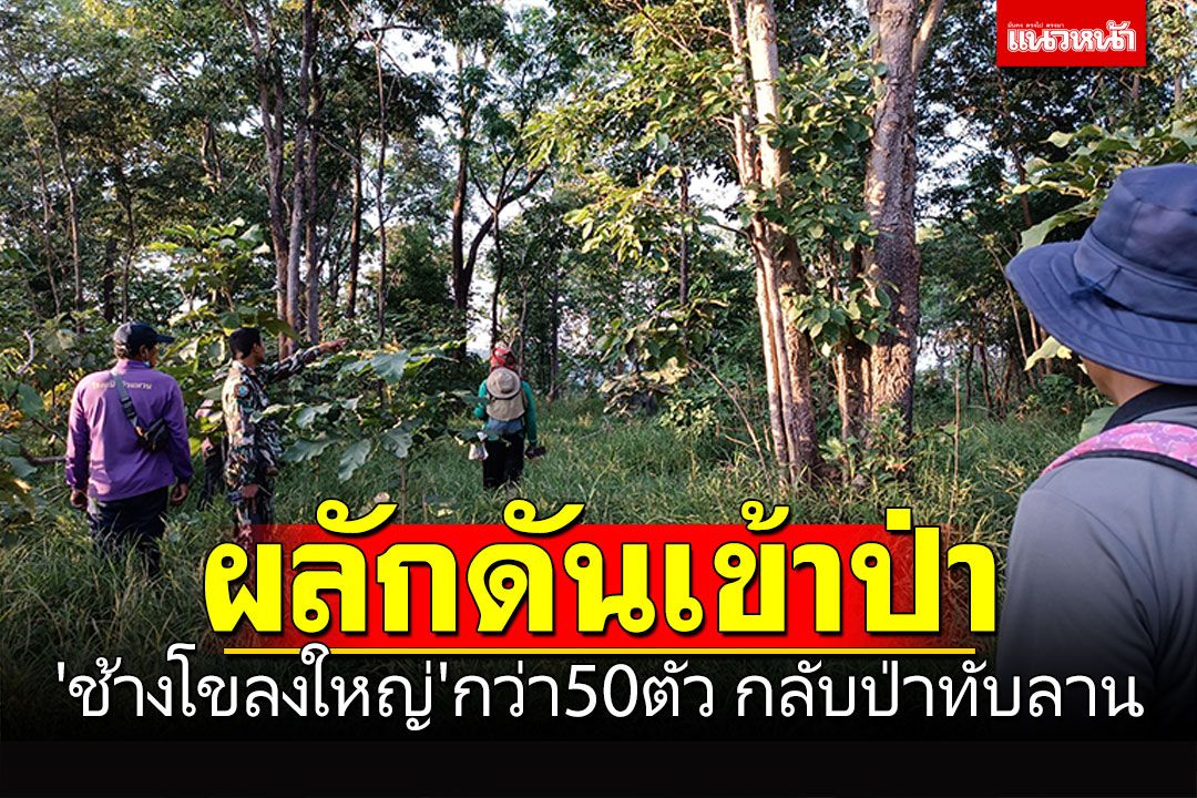 โคราชระดมกำลังผลักดัน 'ช้างโขลงใหญ่'กว่า50ตัว กลับป่าทับลาน