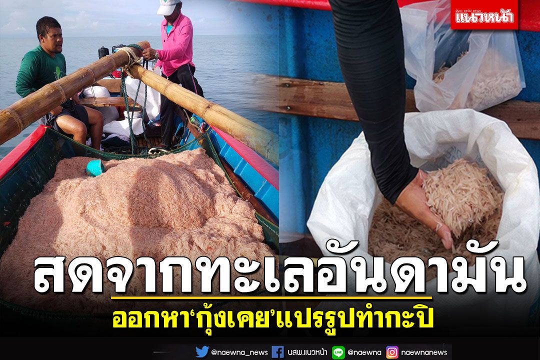 สดจากทะเลอันดามัน! ออกหา'กุ้งเคย'​แปรรูปทำกะปิ ของดีขึ้นชื่อภาคใต้