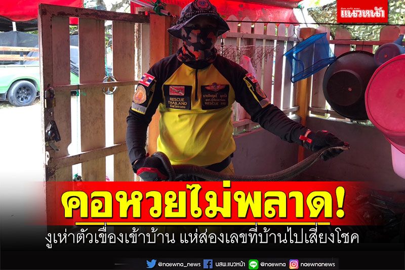คอหวยไม่พลาด! งูเห่าตัวเขื่องเข้าบ้าน แห่ส่องเลขที่บ้านไปเสี่ยงโชค