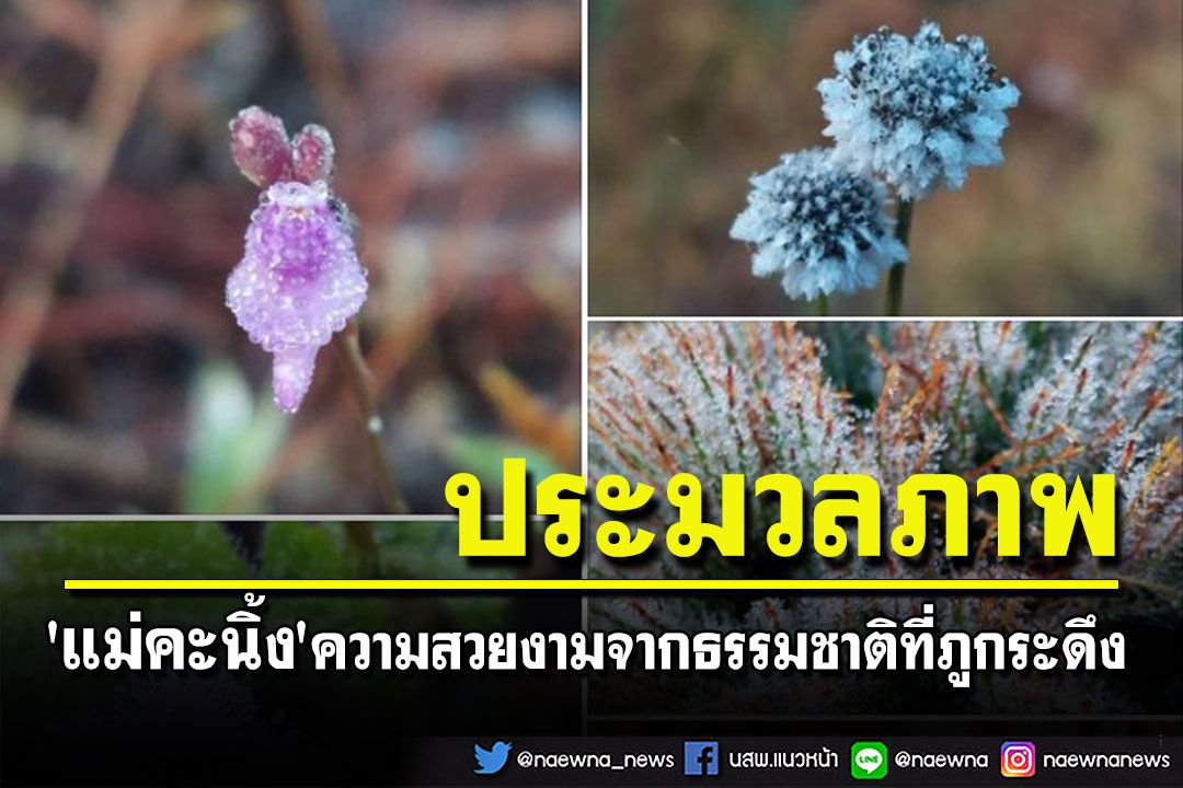 ประมวลภาพ'แม่คะนิ้ง'ความสวยงามจากธรรมชาติที่อุทยานแห่งชาติภูกระดึง