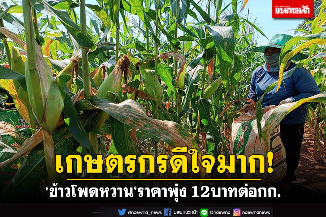เกษตรกรดีใจมาก! 'ข้าวโพดหวาน'ราคาพุ่ง 12บาทต่อกก.