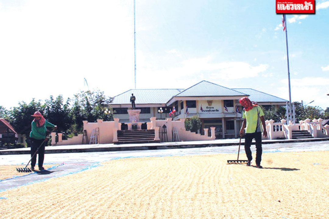 ‘โจรข้าวเปลือก’โผล่  ซ้ำเติมชาวนาบุรีรัมย์  พ่อเมืองฯสั่งไฟเขียว ตากข้าวในที่ราชการ
