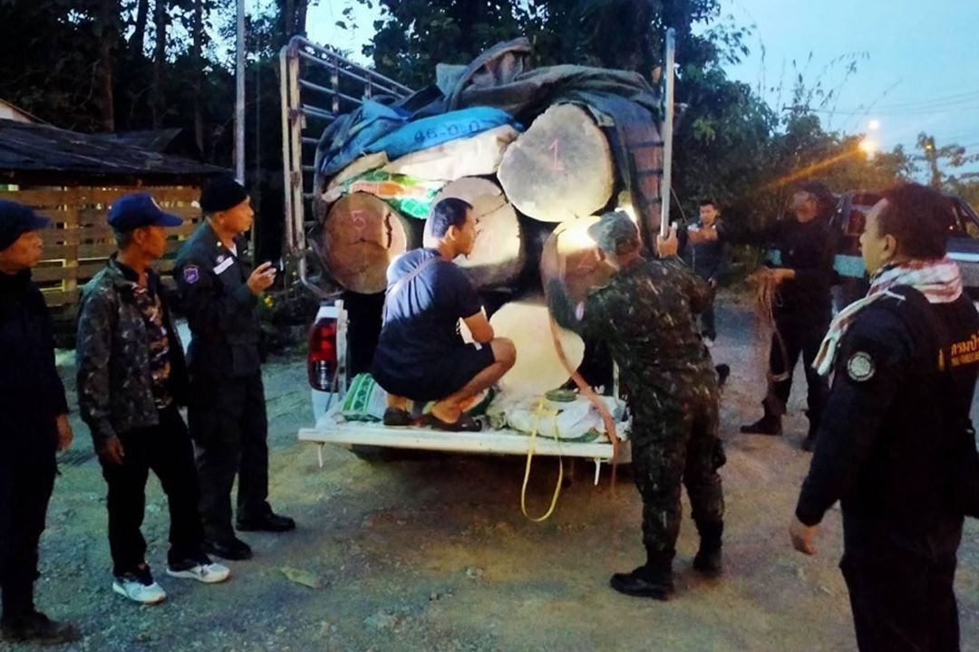 ป่าไม้แพร่สนธิกำลังจับขบวนการไม้เถื่อนลักลอบขนไม้ประดู่ คนขับวิ่งหนี
