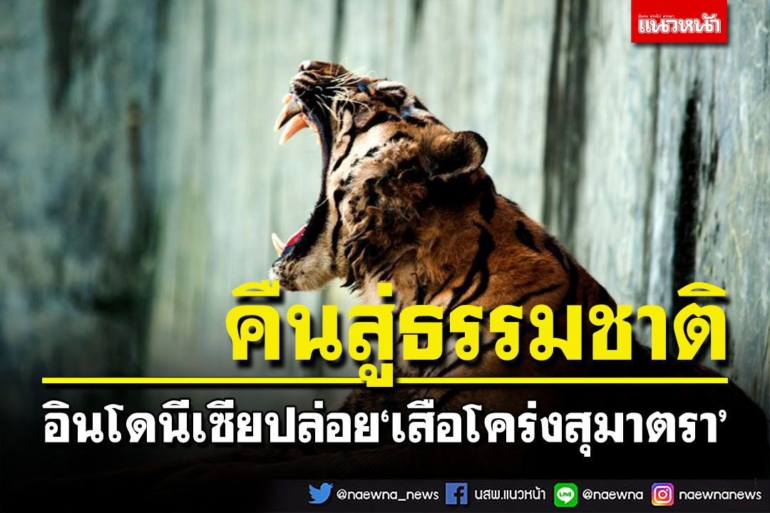 'อินโดนีเซีย'ปล่อย'เสือโคร่งสุมาตรา'คืนสู่อุทยานแห่งชาติ