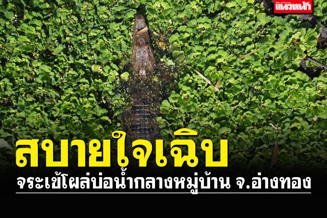 อะจ๊าก!! ไอ้เข้โผล่นอนอาบแดด จนท.ประมงเริ่มปฏิบัติการล่าตัว