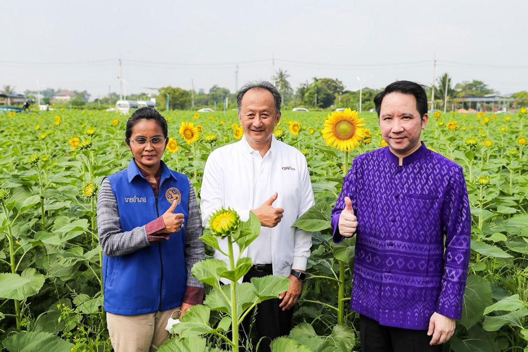 ‘ทานตะวันบานสะพรั่งทั่วระแหง’ครั้งที่ 3