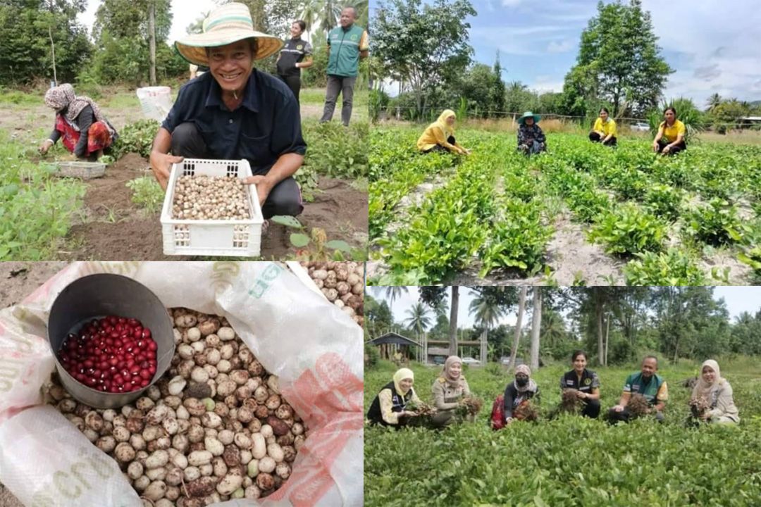 ส่งเสริมเกษตรกรปะนาเระปลูกถั่วหรั่งพืชอัตลักษณ์ท้องถิ่นทานอร่อยมีประโยชน์