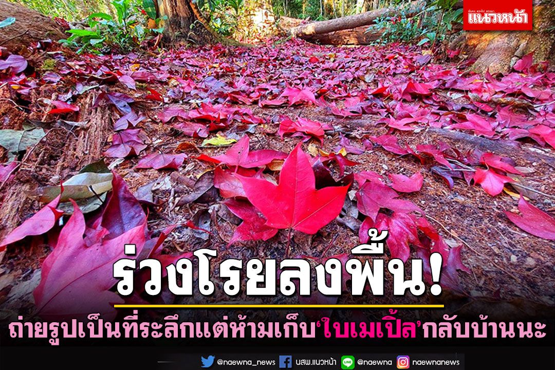 สวยงาม'ต้นเมเปิ้ล'ภูกระดึงแดงระเรื่อ ร่วงโรยลงพื้น วอนห้ามเก็บกลับบ้าน