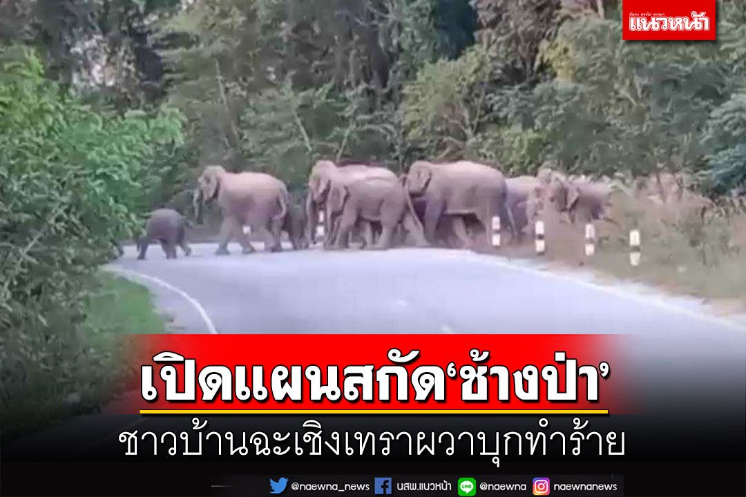 เปิดแผนสกัด‘ช้างป่า’บุกทำร้ายชาวบ้านฉะเชิงเทรา เร่งเคลื่อนย้าย 5 ตัวดุร้าย