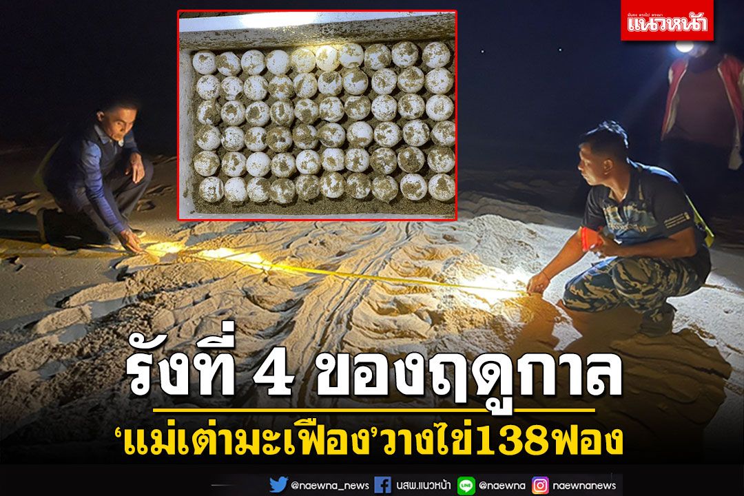 'แม่เต่ามะเฟือง' ขึ้นวางไข่ 138 ฟอง รังที่ 4 ของฤดูกาล บนชายหาดเขาปิหลาย
