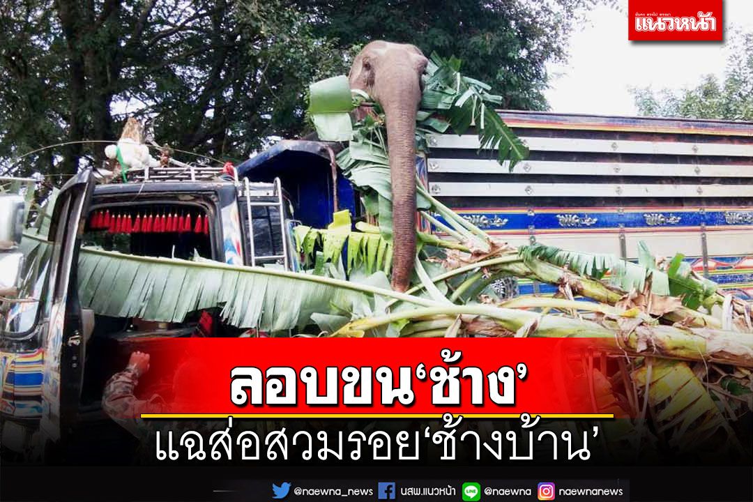 จับแก๊งลักลอบขน‘ช้าง’จากประทศเพื่อนบ้าน คาดนำมาสวมรอย‘ช้างบ้าน’