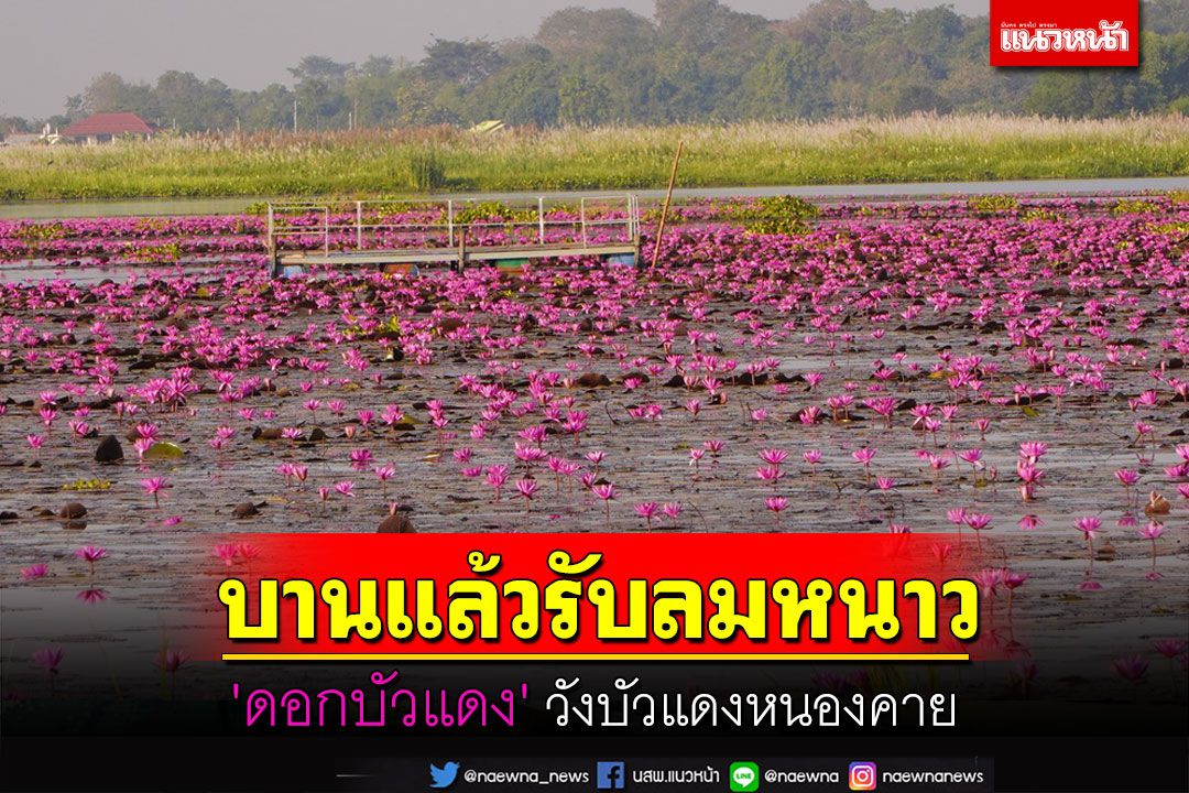 'บัวแดง'วังบัวแดงหนองคายบานรับลมหนาวแล้ว รอรับ นทท.ล่องเรือชมความงาม