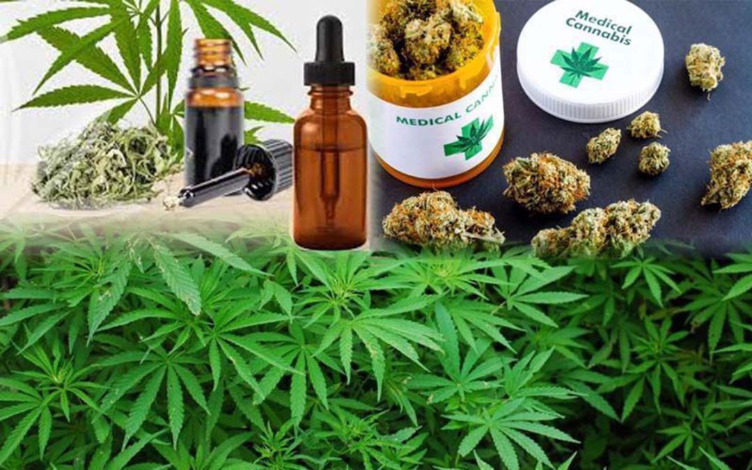 วงเสวนาค้าน‘นำกัญชากลับสู่ยาเสพติด’ ชี้ปั่นกระแสกลัวเกินจริงหวั่นทำลายภูมิปัญญา