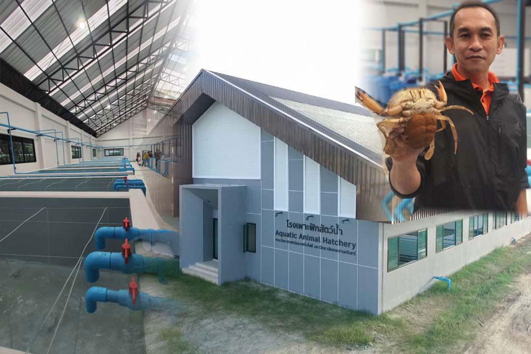 เปิดโรงเพาะฟักสัตว์น้ำ นำ‘ปัตตานี’สู่เมืองปูทะเลโลก