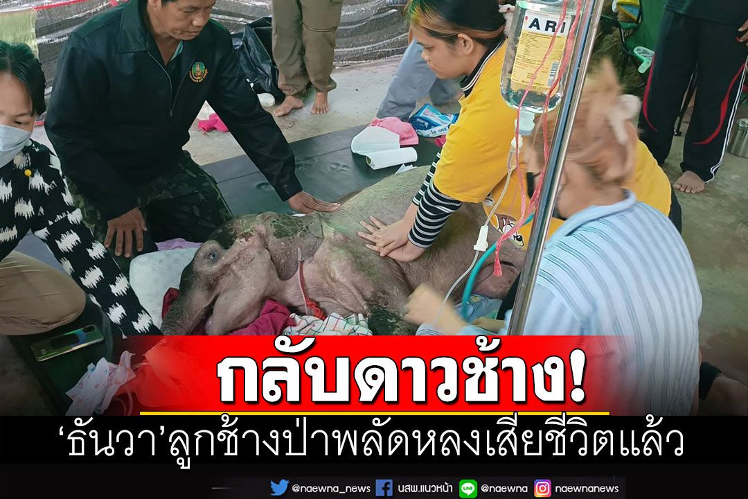 สุดยื้อ! 'ธันวา'ลูกช้างป่าพลัดหลง เสียชีวิตลงอย่างสงบแล้ว