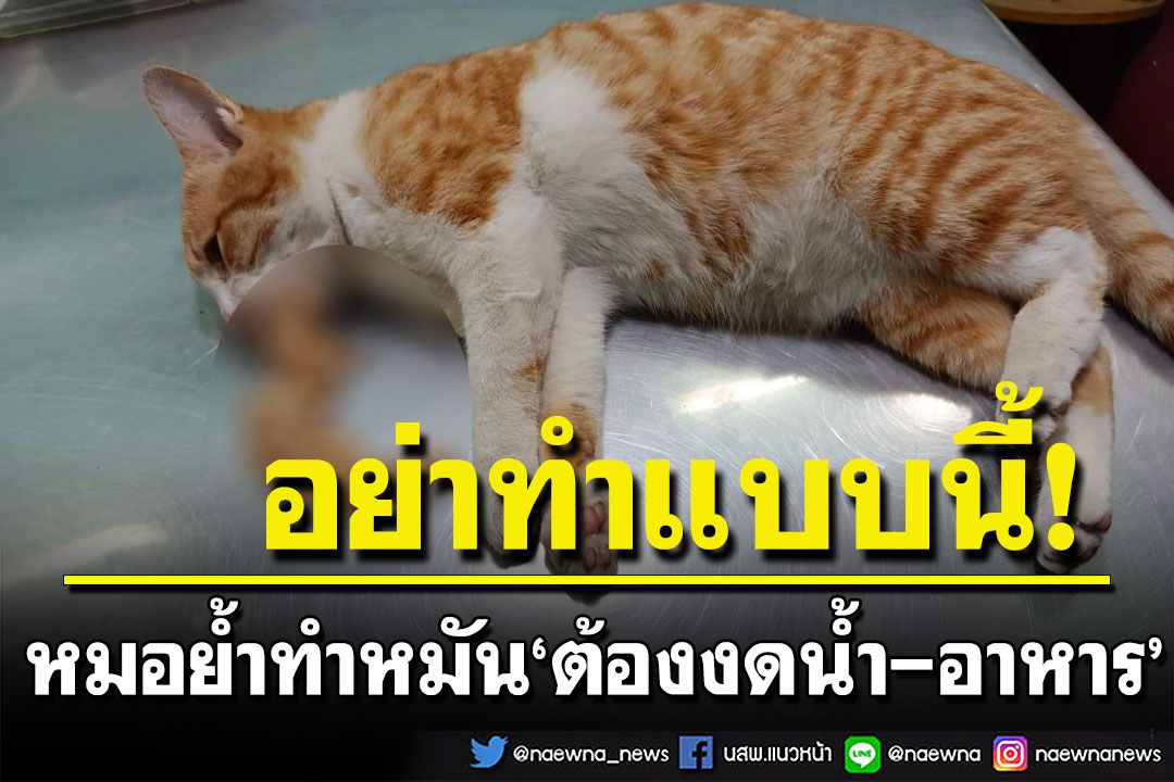 หมอยกเคสทำหมัน'น้องแมว'หวิดดับ หลังเจ้าของโกหก ย้ำ‘ต้องงดน้ำ-อาหาร’