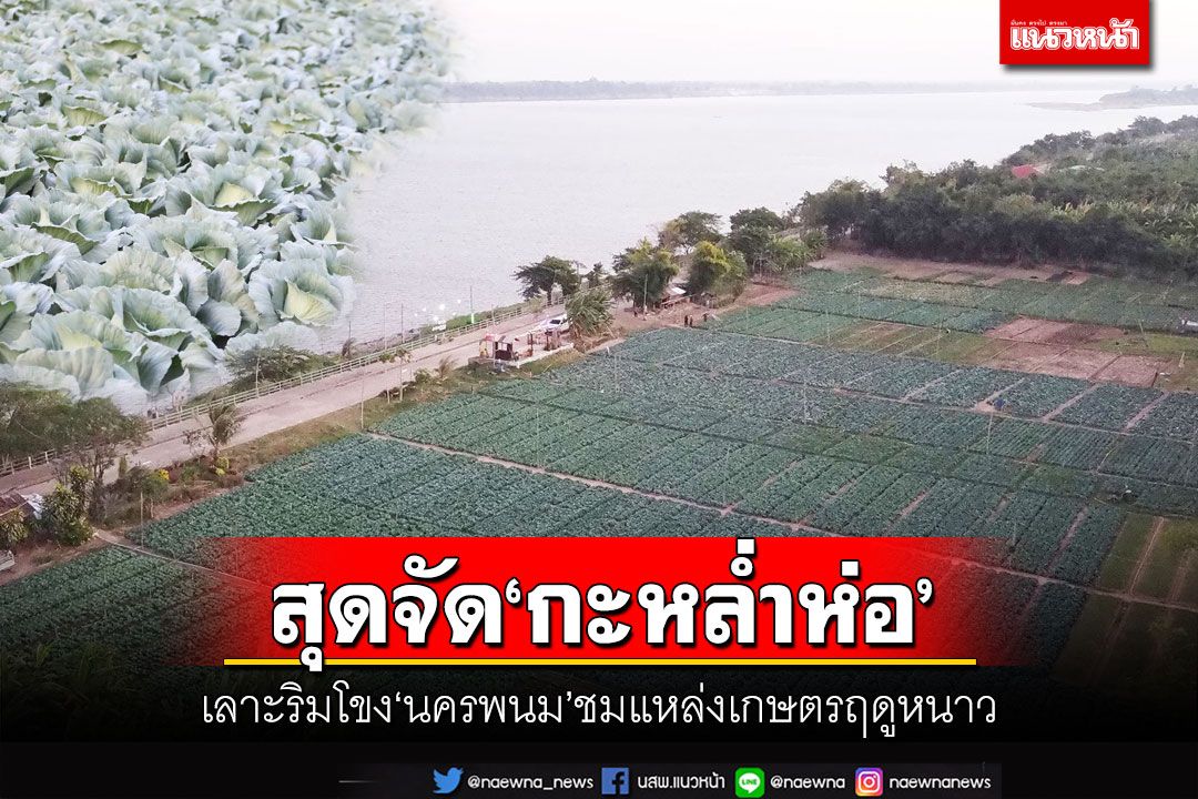 สุดจัด‘กะหล่ำห่อ’!เลาะริมโขง‘นครพนม’ ชมแหล่งท่องเที่ยวเชิงเกษตรฤดูหนาว