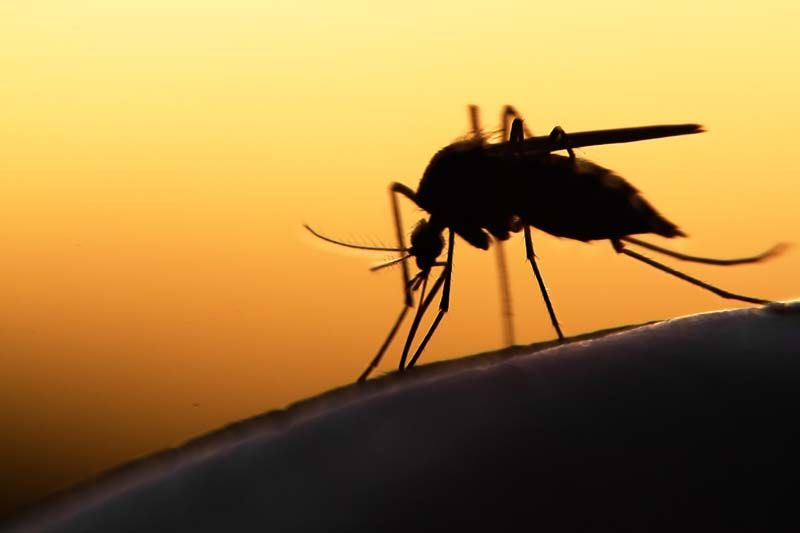 Health News : พบยาชนิดใหม่ช่วยป้องกันโรคมาลาเรียในผู้ใหญ่