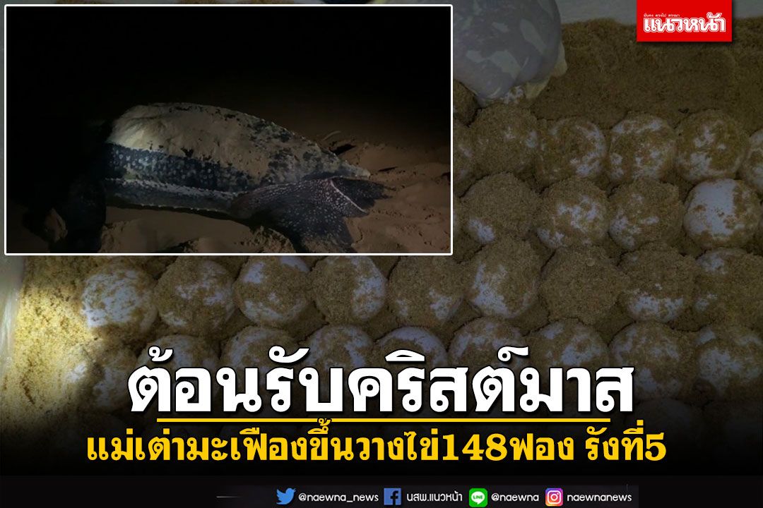 ต้อนรับวันคริสต์มาส​! แม่​เต่า​มะเฟือง​ขึ้นวางไข่148ฟอง​ รังที่​5​ ชายหาดนาเกลือ​