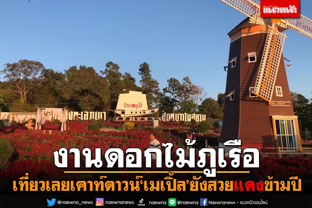 เที่ยวเลย! 'เมเปิ้ลแดง'งานดอกไม้ภูเรือ ส่งท้ายปีเก่าต้อนรับปีใหม่