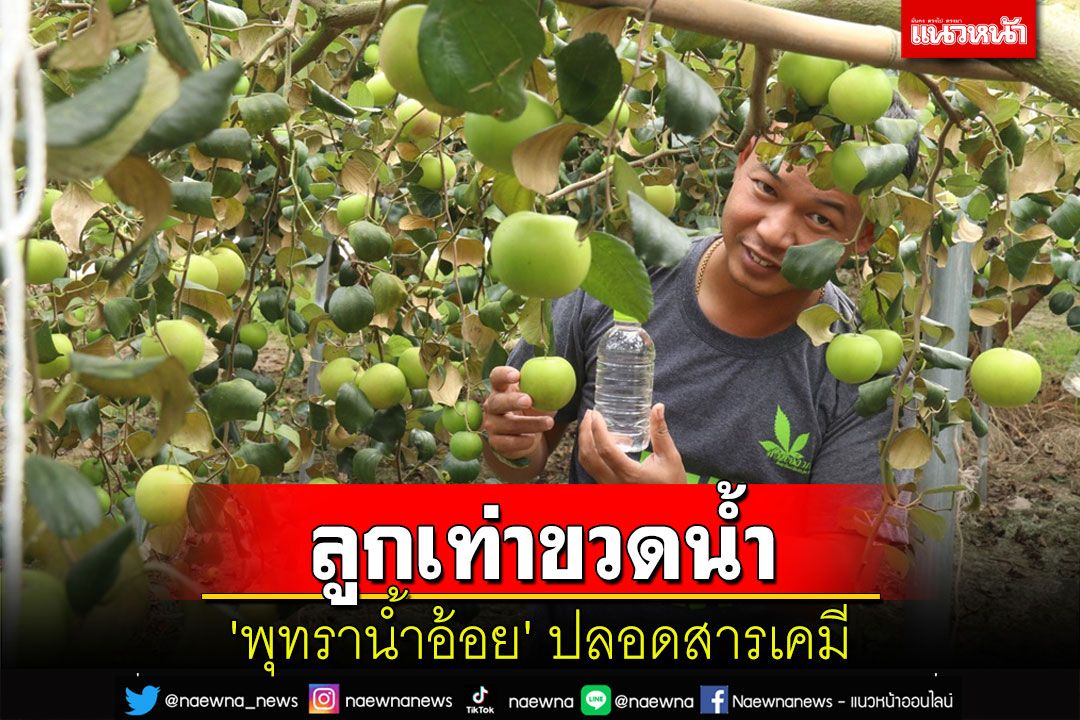 'พุทราน้ำอ้อย'ผลเท่าขวดน้ำ หวานกรอบ ปลูกแบบกางมุ้งในโรงเรือนปลอดสารเคมี