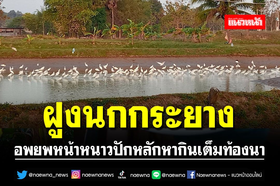 ชาวบ้านพบ 'ฝูงนกกระยาง' อพยพหน้าหนาวปักหลักหากินเต็มท้องนา