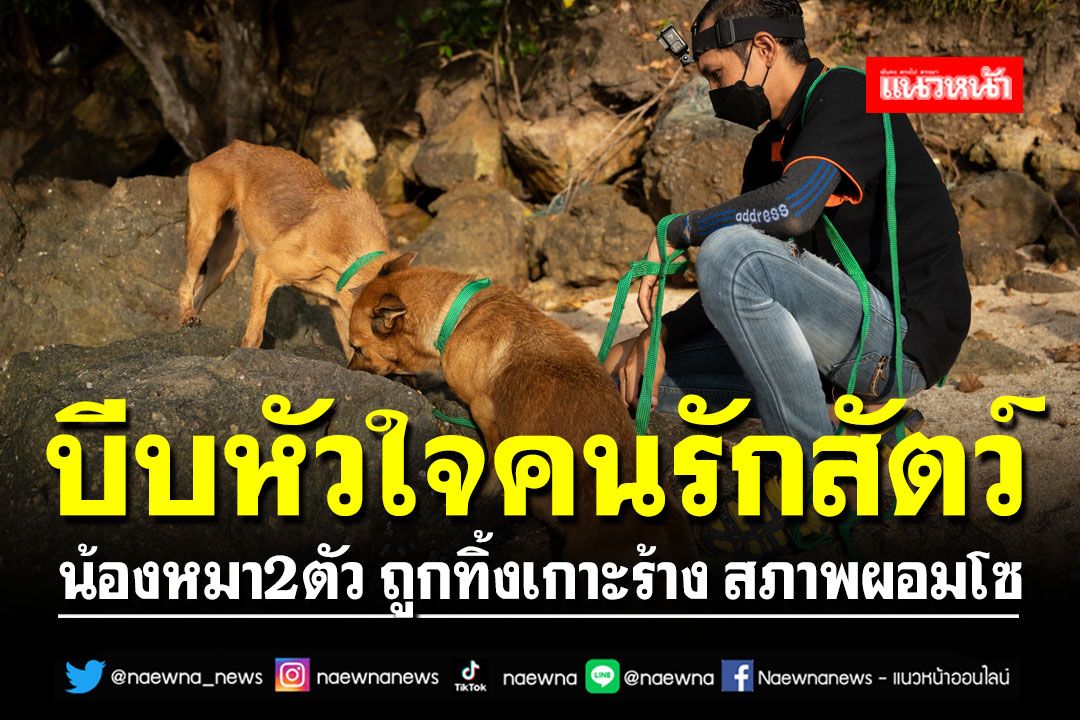 บีบหัวใจคนรักสัตว์!! น้องหมา2ตัว ถูกทิ้งเกาะร้าง 'ผอมโซ-พบทรายในทางเดินอาหาร'