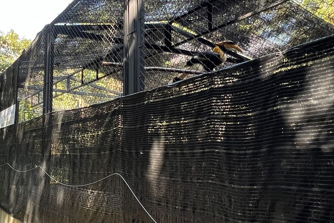 องค์การสวนสัตว์ส่ง‘นกกาฮัง’กลับบ้าน‘ดอยหลวงเชียงดาว’ในรอบ 20 ปี