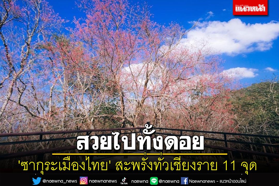 'ซากุระเมืองไทย' สะพรั่งอวดโฉมงดงามเต็มหุบดอยยาว-ผาหม่นทั่วเชียงราย 11 จุด