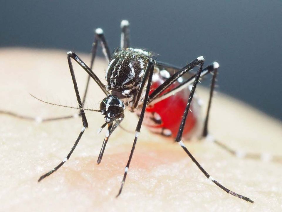 Health News : เตือนซูเปอร์ยุงเอเชียฆ่าไม่ตาย-ทนยาฆ่าแมลง