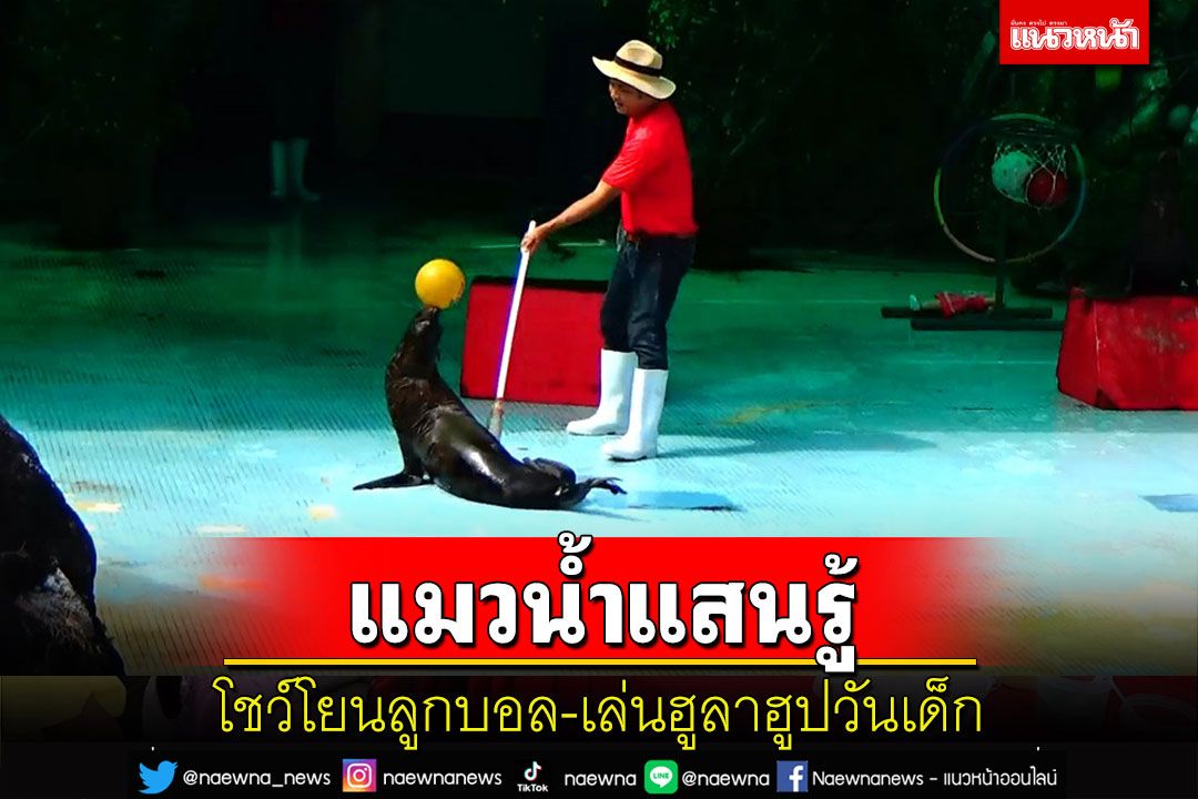 พิพิธภัณฑ์สัตว์น้ำตรังให้เด็กชมฟรี 'แมวน้ำแสนรู้'โชว์โยนลูกบอล-เล่นฮูลาฮูป
