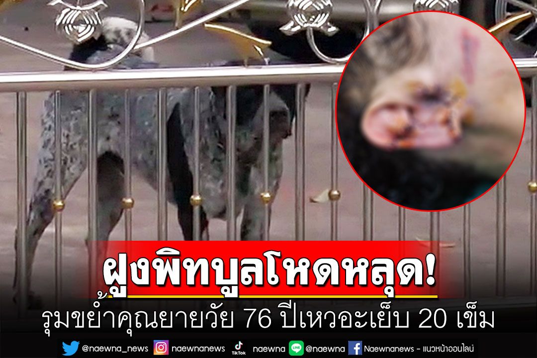 ฝูงพิทบูลโหด! รุมขย้ำคุณยายวัย 76 ปี หูหวิดขาดแผลเหวอะเย็บ 20 เข็ม