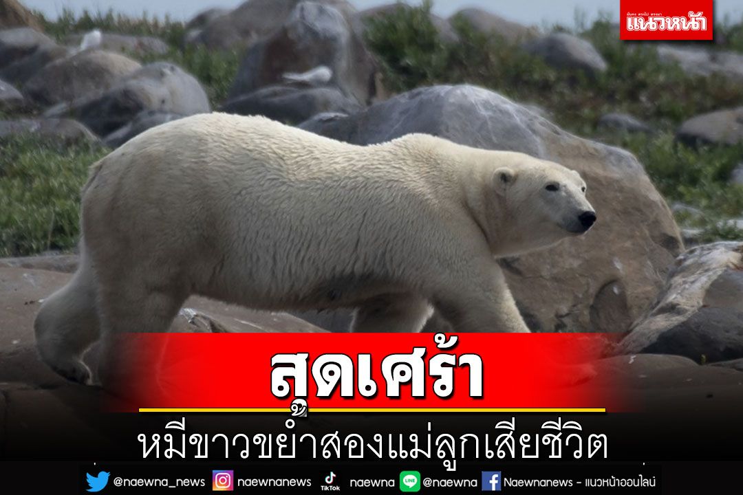 สุดเศร้า! หมีขาวขย้ำสองแม่ลูกเสียชีวิต ก่อนถูกชาวบ้านยิงตาย