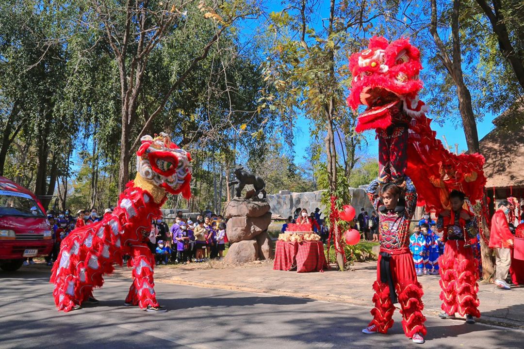 สวนสัตว์โคราชฉลองเทศกาลตรุษจีนตรงกับวันคล้ายวันเกิด'พี่นายักษ์'สิงโตแอฟริกา