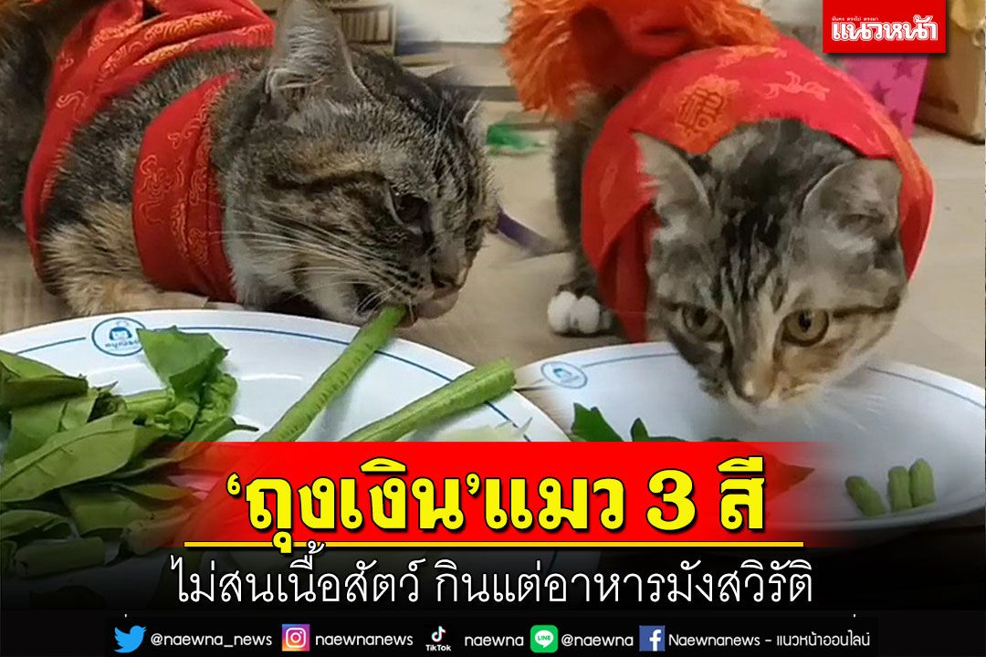 น่ารัก!เจ้าถุงเงินแมว 3 สีไม่สนเนื้อสัตว์กินแต่อาหารมังสวิรัติ