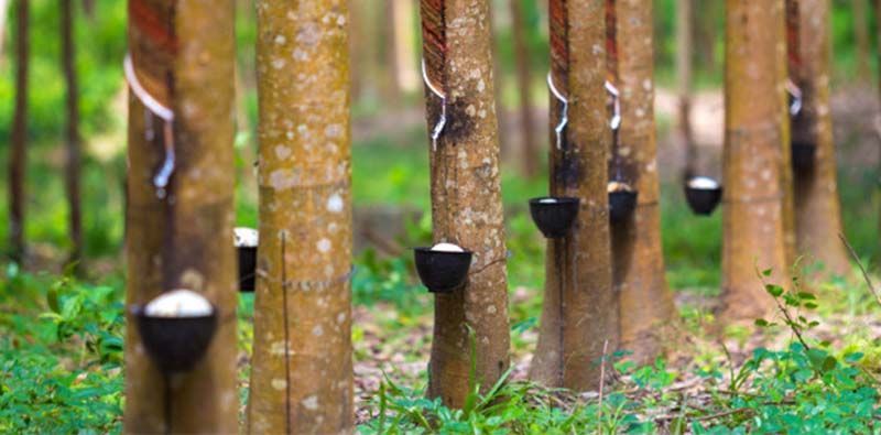 EXIM BANK ผนึก5พันธมิตร ยกระดับอุตสาหกรรมยางพาราแข่งเวทีโลก