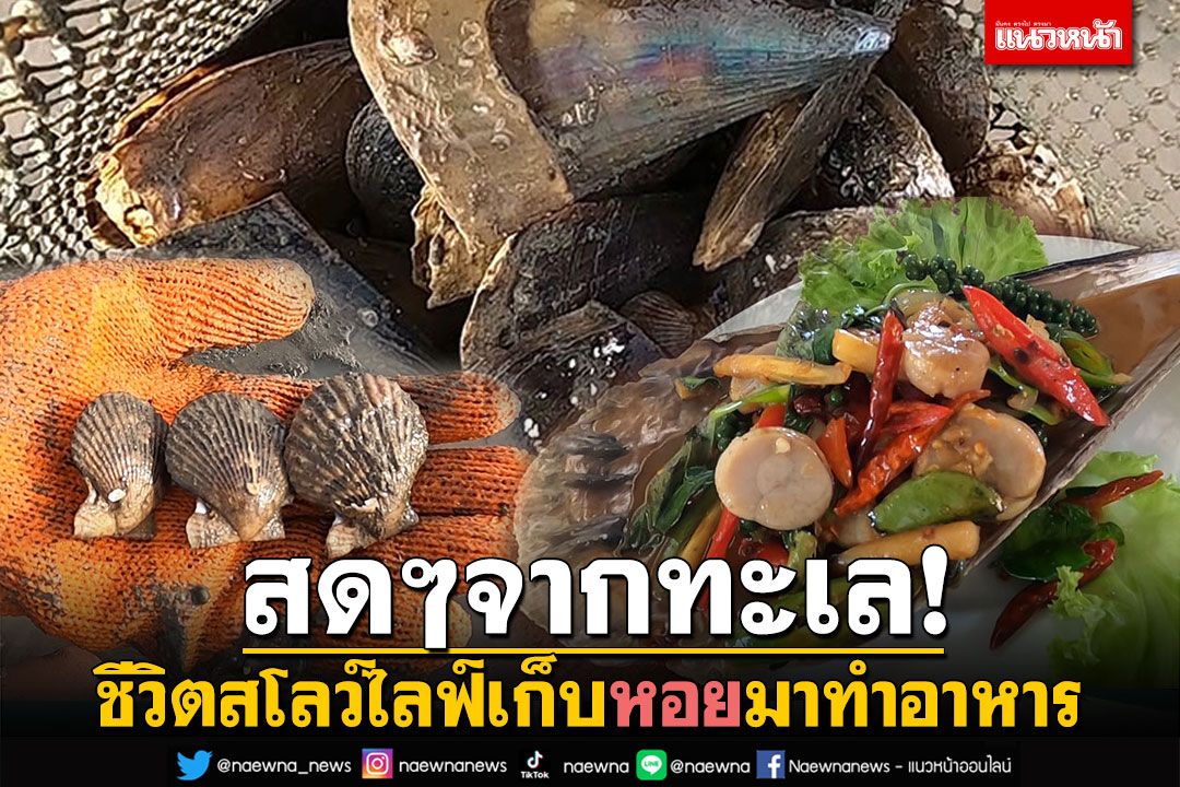 สโลว์ไลฟ์! ชาวบ้านเก็บ'หอยนานาชนิด'มาทำอาหาร วัตถุดิบสดๆจากทะเลหาดสำราญ