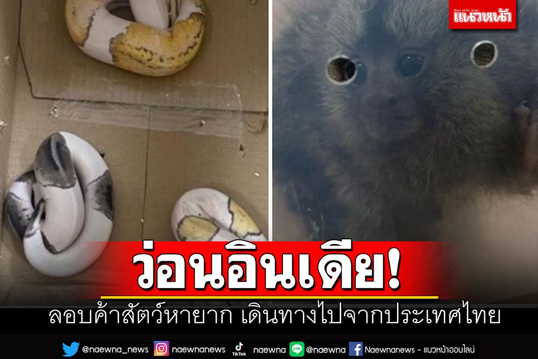 'อินเดีย'จับขบวนการลอบค้าสัตว์หายาก พบเดินทางมาจากประเทศไทย