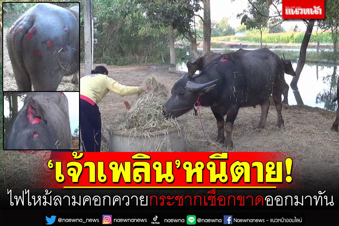 ไฟไหม้ลามคอกควาย! 'เจ้าเพลิน'หนีตาย กระชากเชือกขาดหวิดย่างสด